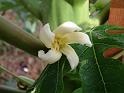 Paw Paw flower